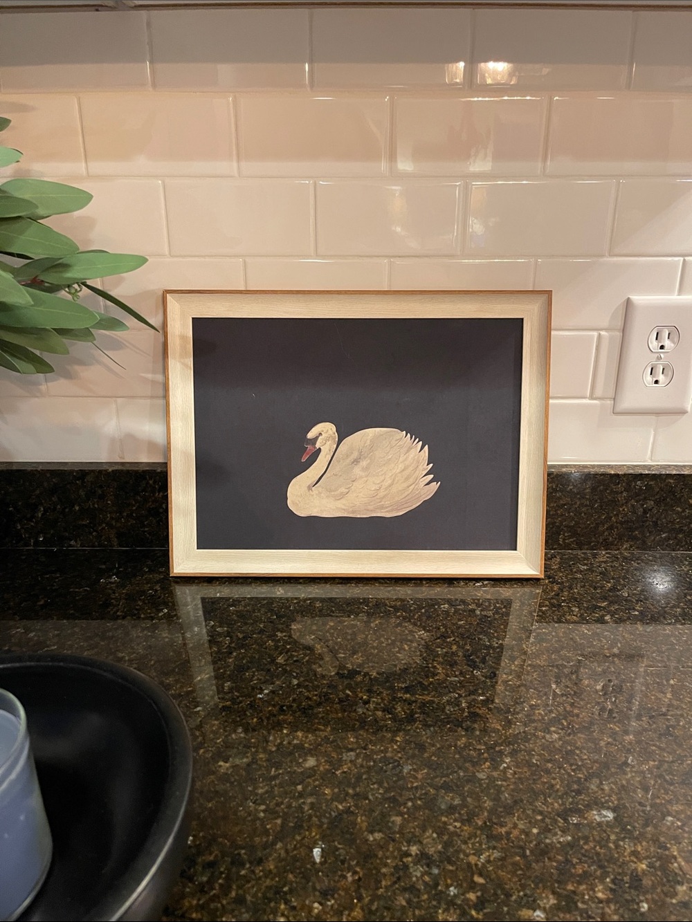 Framed Swan Artwork - Cream Swan on Dark Backgroundy